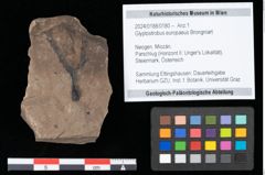 Foto (Objekt + Etikett) von Glyptostrobus europaeus Brongniart (NHMW-GEO-2024-0188-0180)